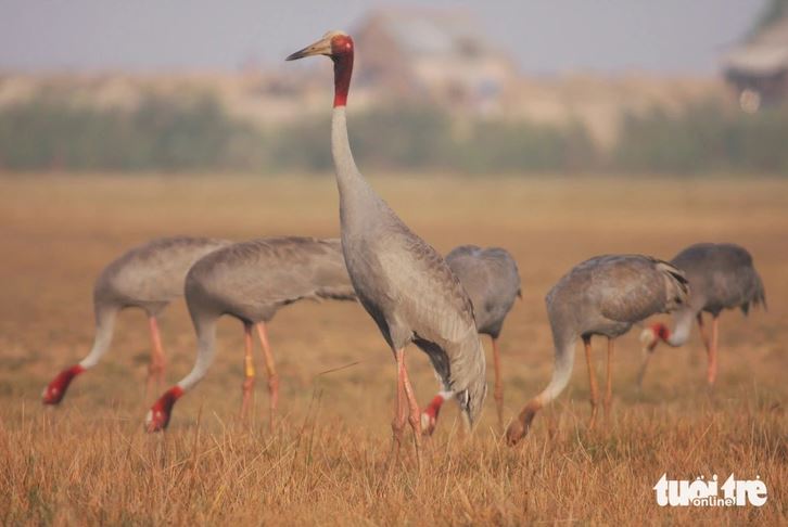45 SARUS CRANES RETURN TO PHU MY SPECIES AND HABITAT CONSERVATION AREA – A POSITIVE SIGN FOR BIODIVERSITY AND SUSTAINABLE CONSERVATION IN KIEN GIANG PROVINCE